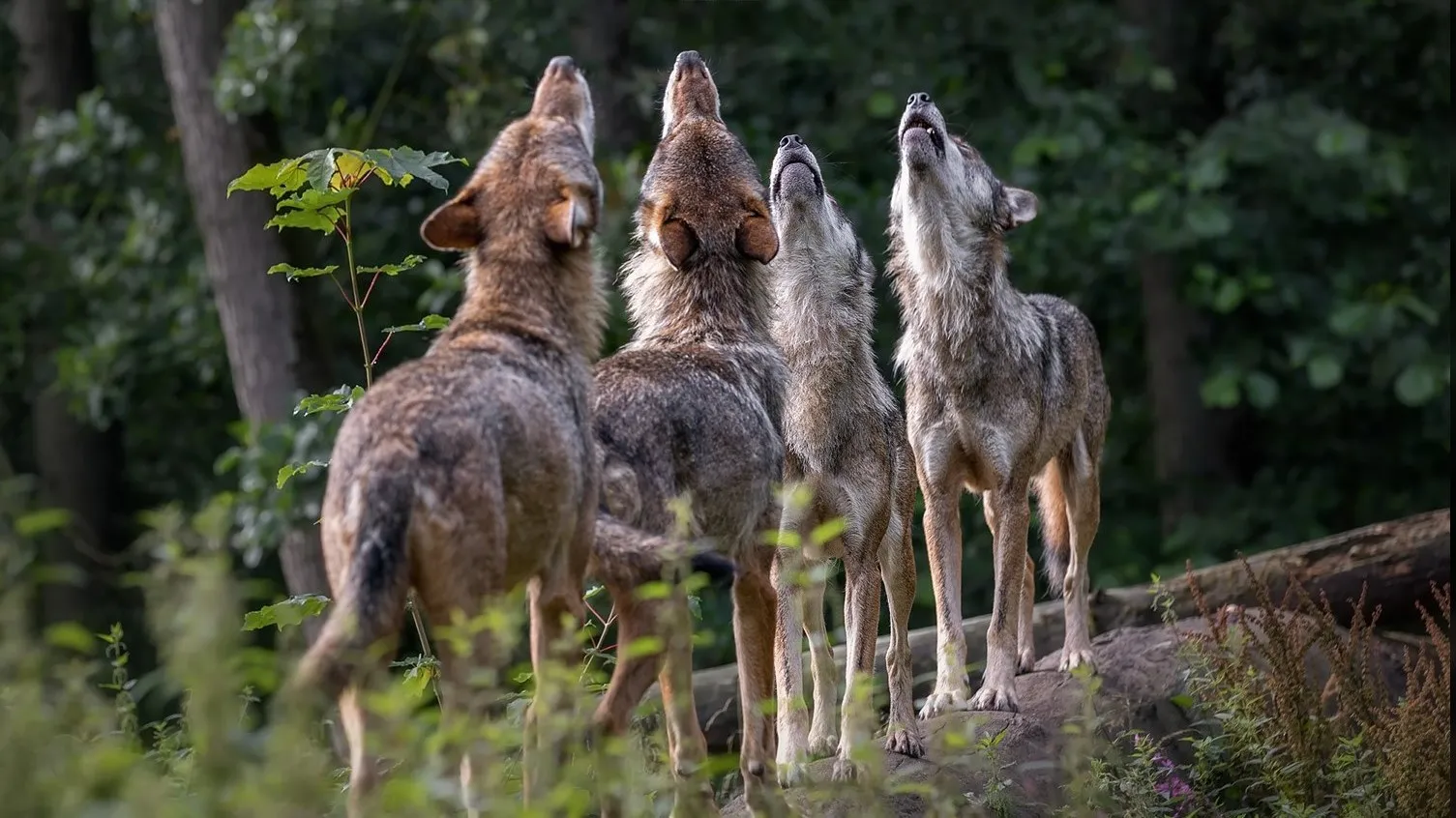 wolven 1