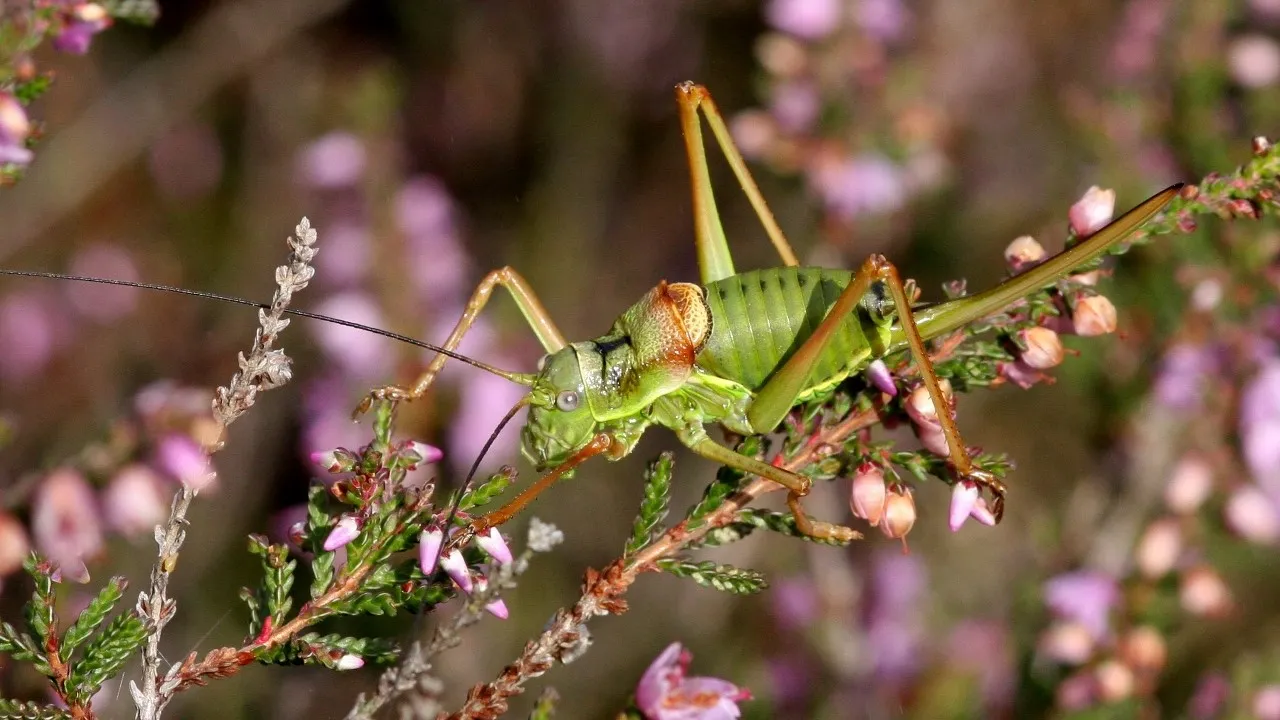 zadelsprinkhaan hnd002 1280x855 1