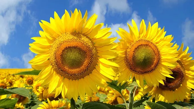 zonnebloemen 1