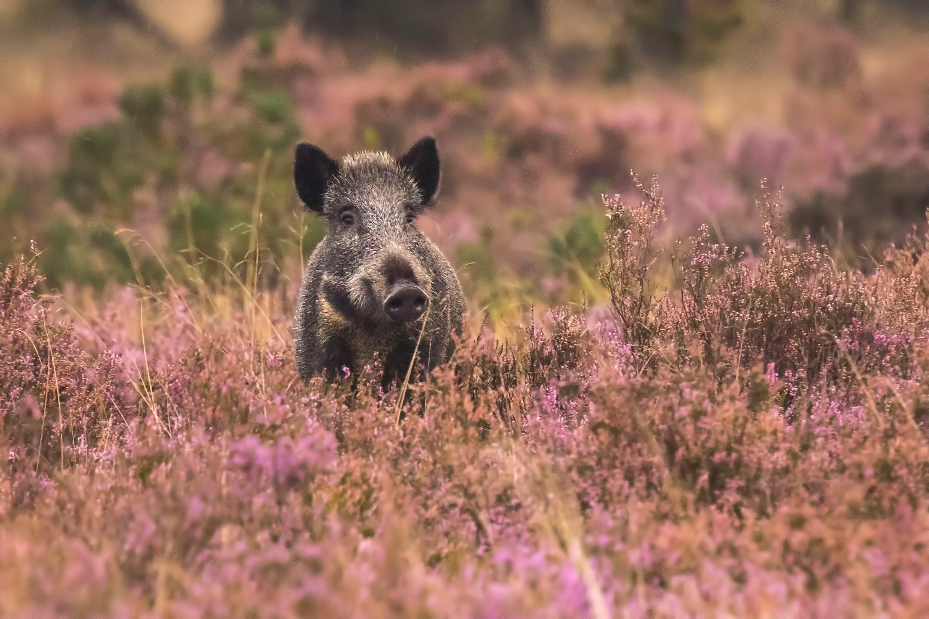 zwijn in heide 1