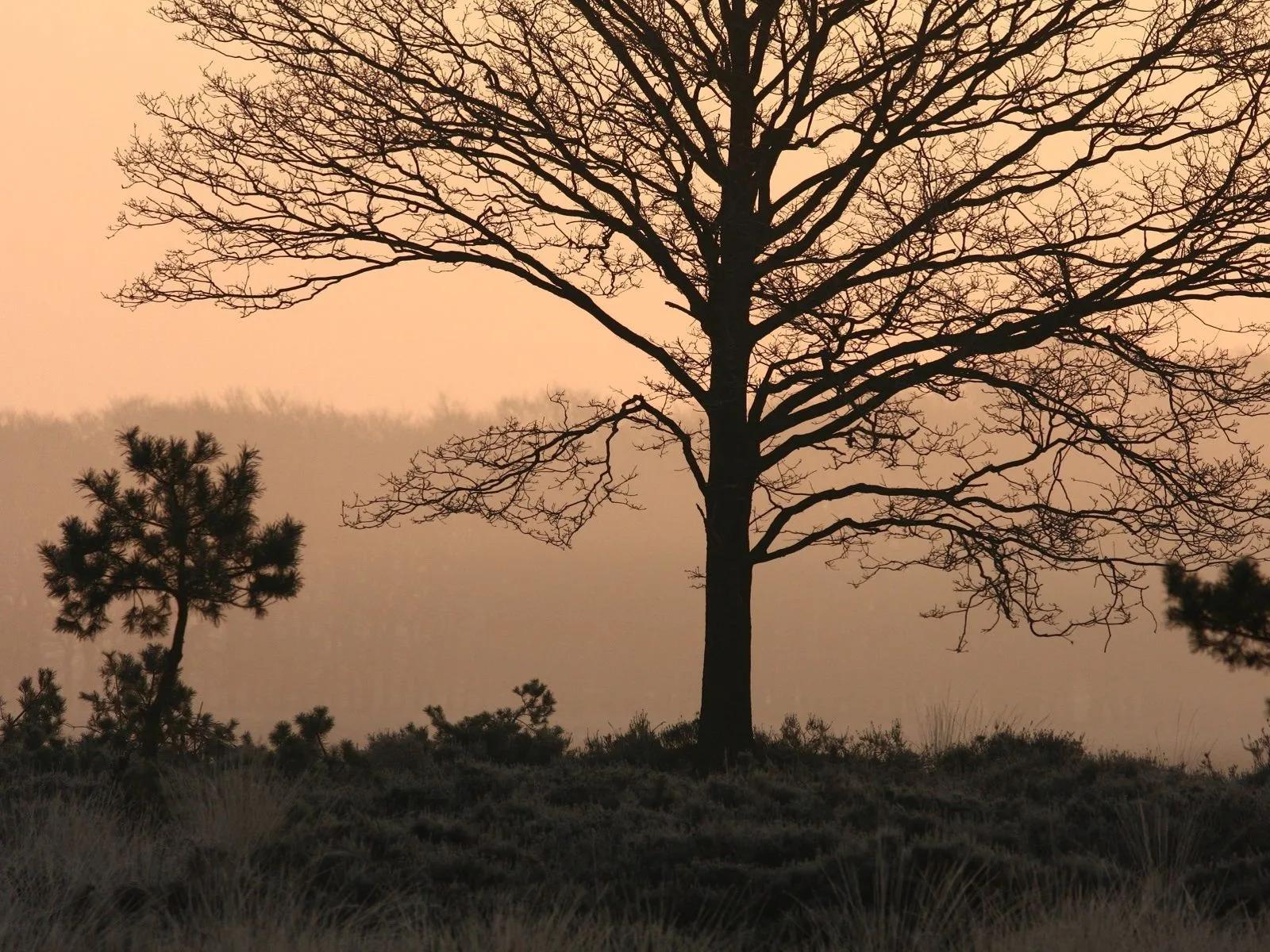 bos heide luchten afb 027 nc veluwe