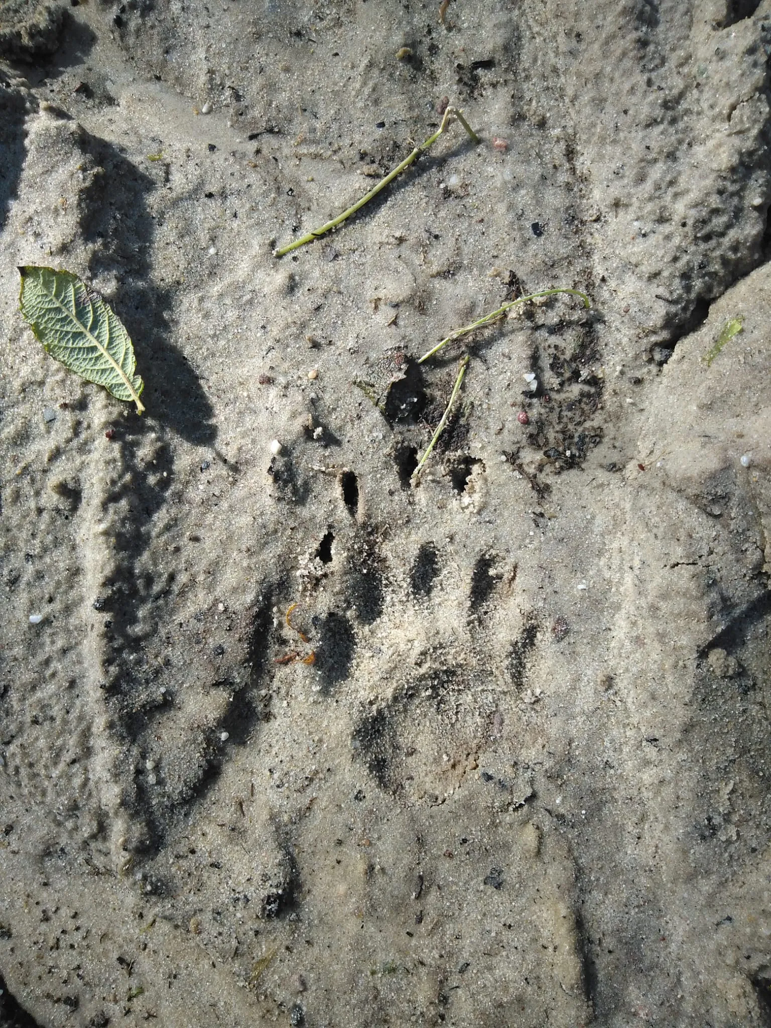 speuren naar sporen das nc veluwe