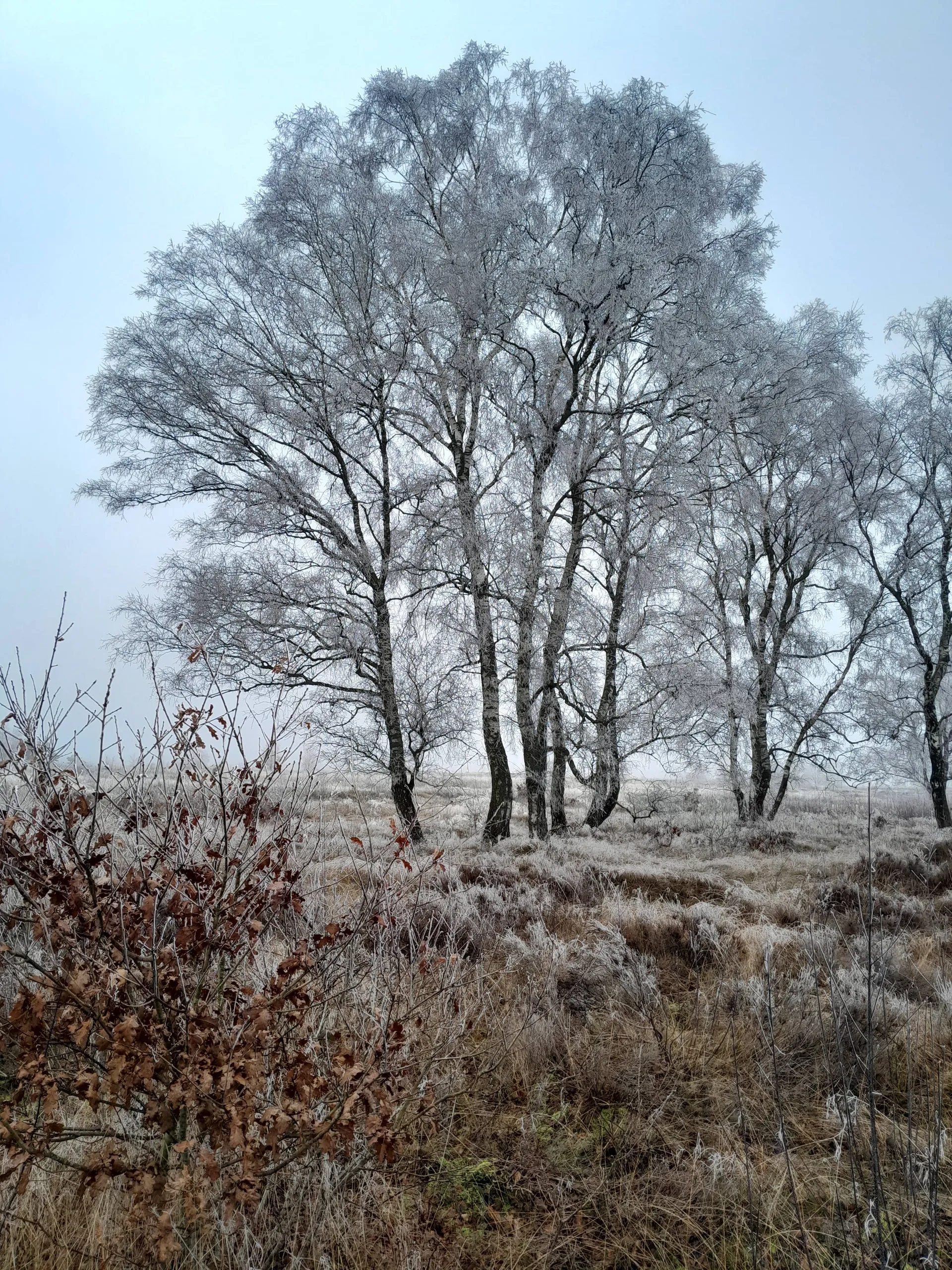 20250120 boom op hei met rijp nc veluwe