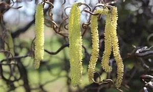 pollen
