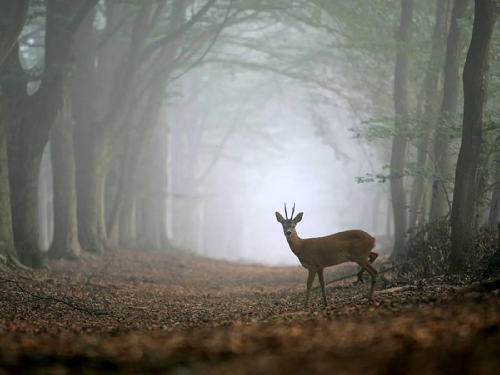 wild vroeg in de morgen nc veluwe