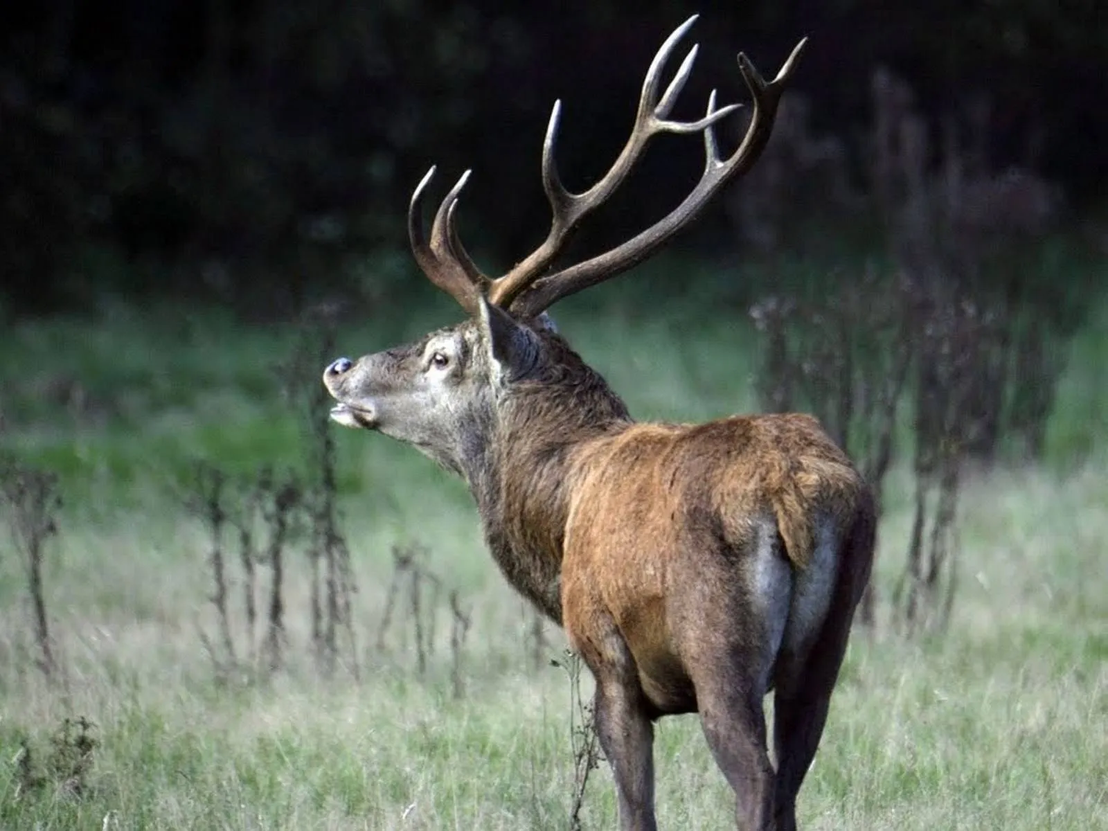 edelhert bronst - nc veluwe