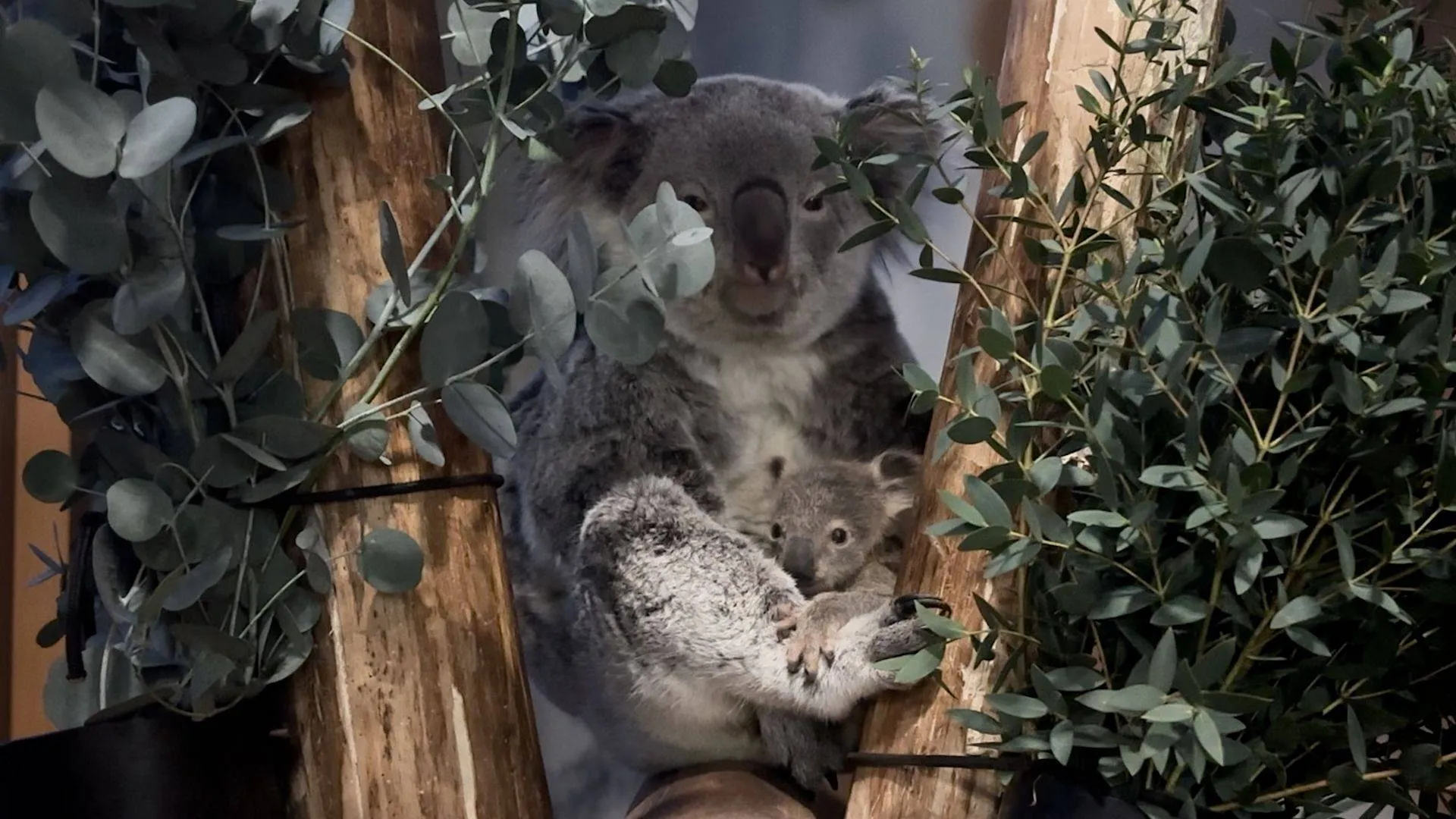 Ouwehands-Dierenpark_Koalajong-uit-buidel