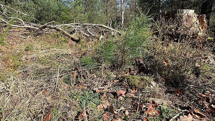 csm_PB024_kruiden_op_de_bodem_van_bekalkt_bos_op_de_Ginkel__foto_Liesbeth_Hunink__e258e6345f