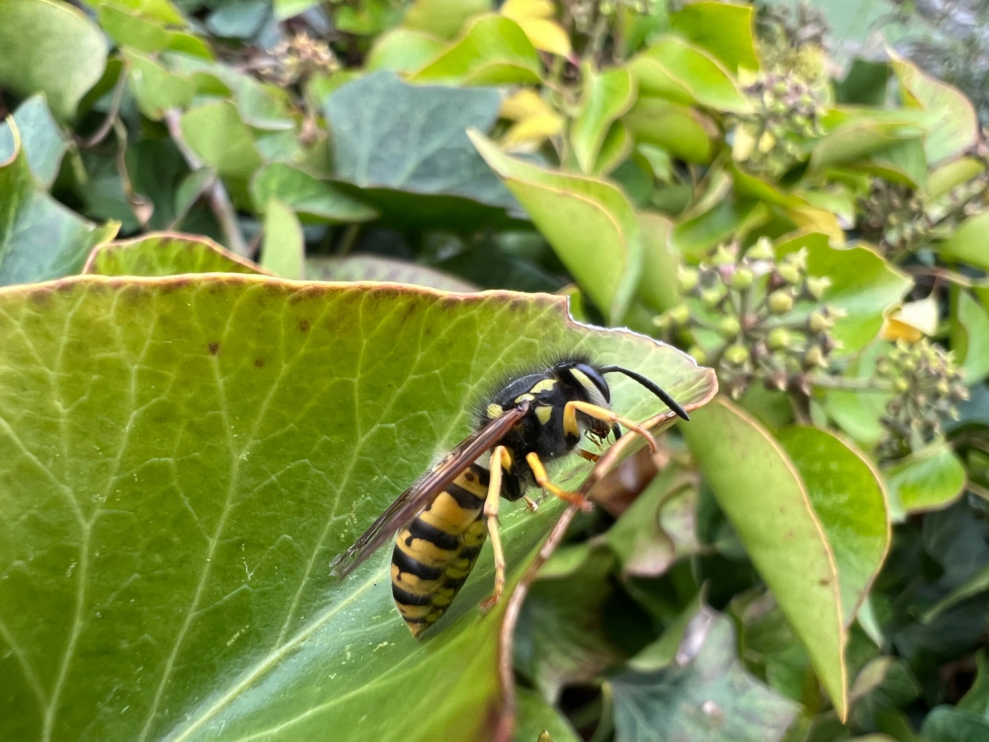 Duitse wesp - Vespula germanica werkster op klimop zijaanzicht rechts - Nathan Veenstra