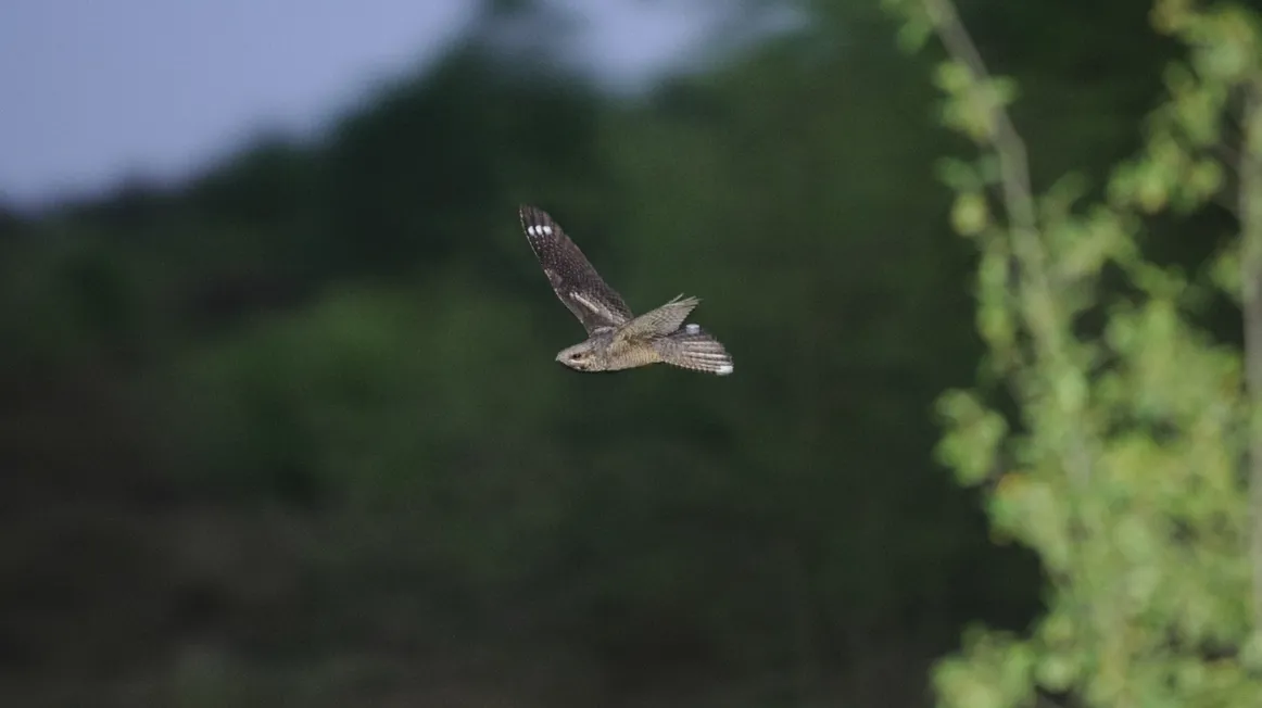 image003