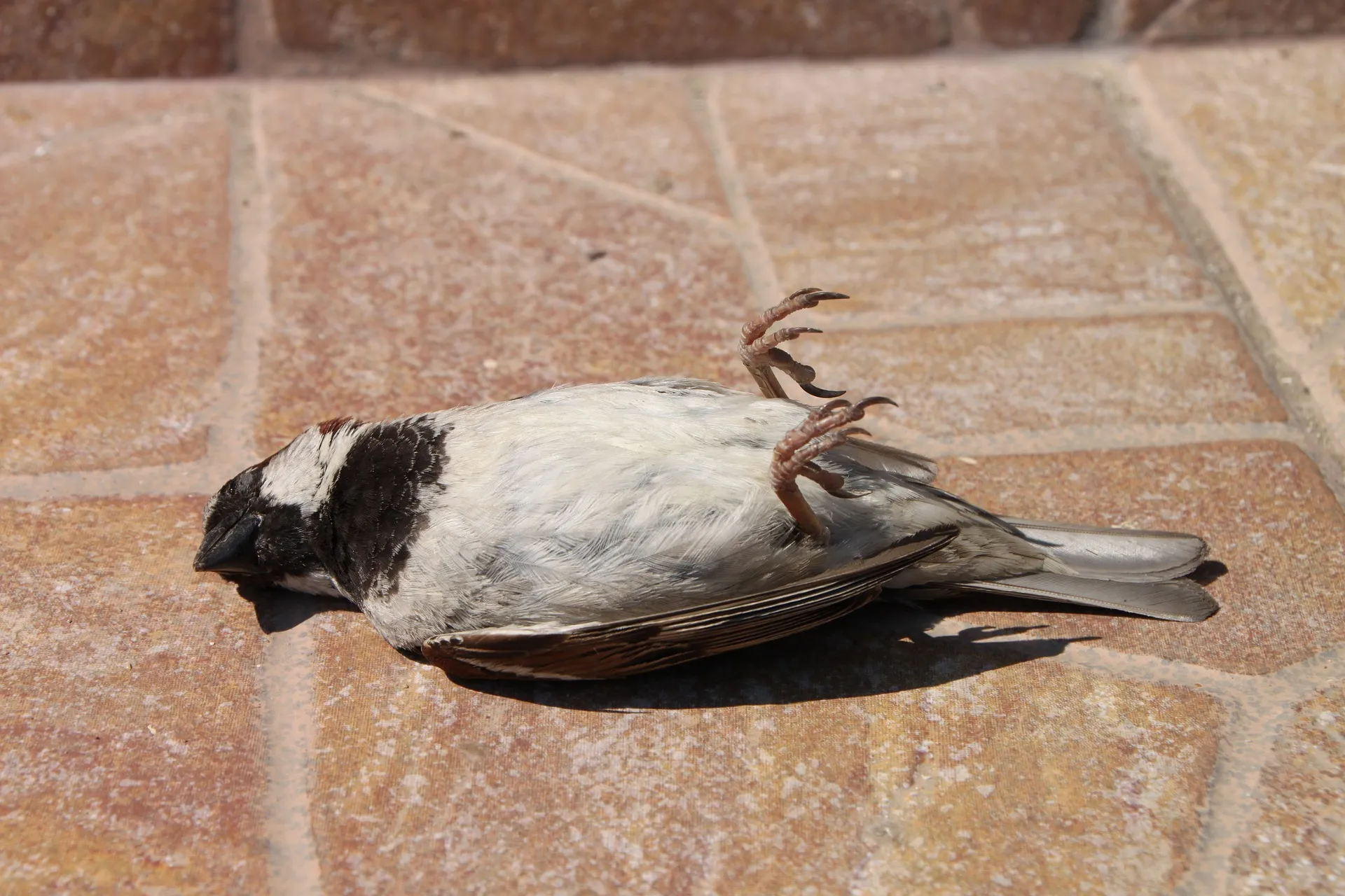dode vogel mus vogelgriep pixabay sparrow 87862 1920