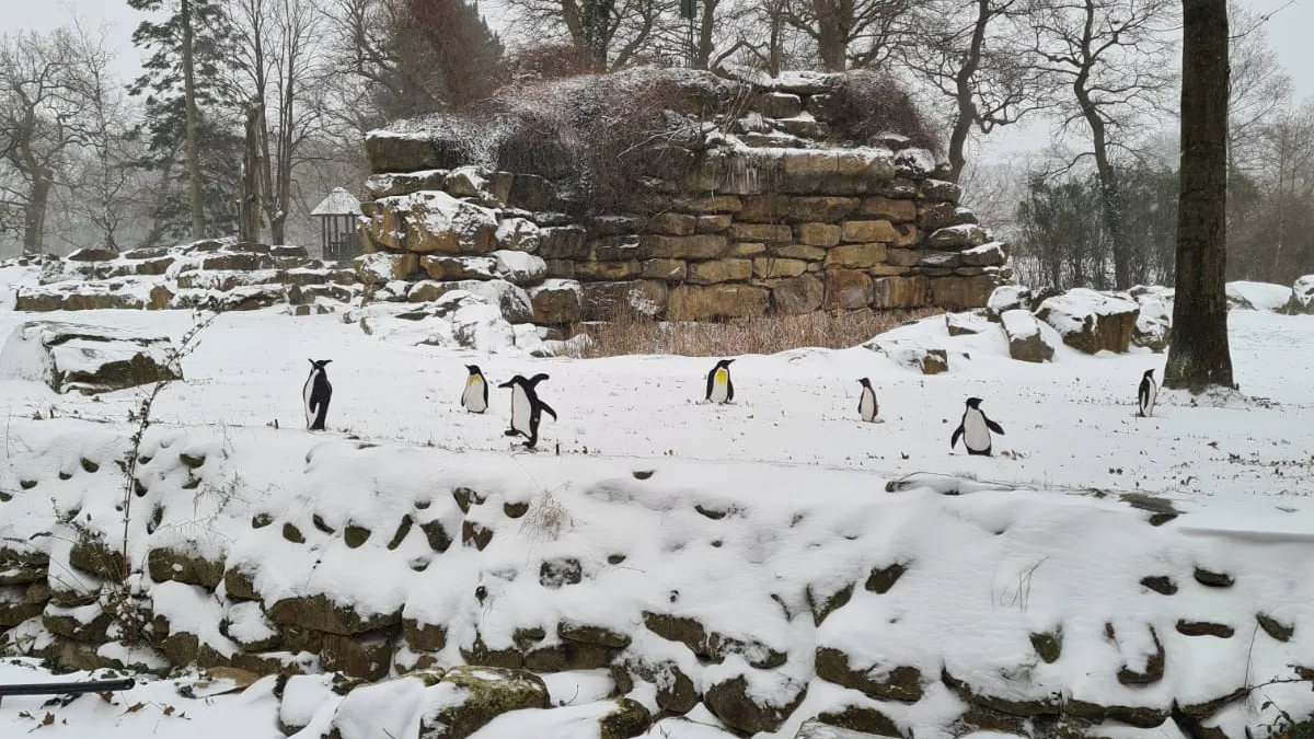 emmen pinguins noorderdierenpark