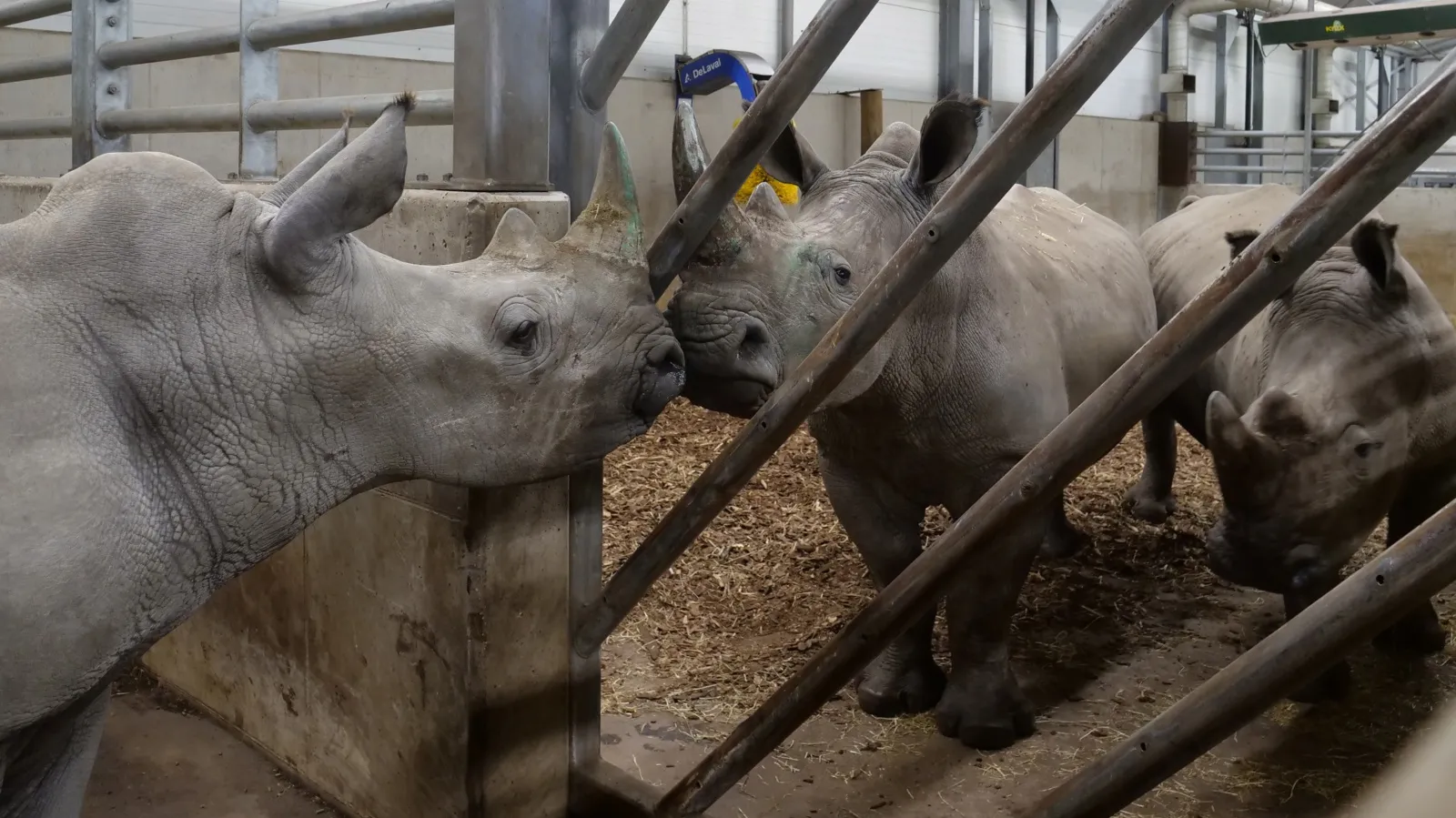 jonge witte neushoorns gearriveerd in wildlands