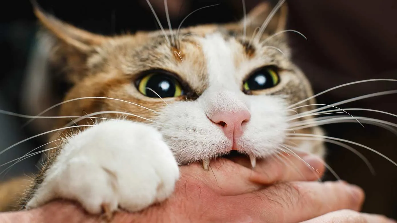 istock kat