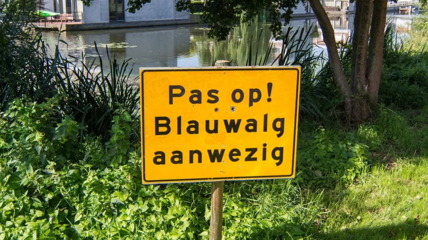 istock blauwalg
