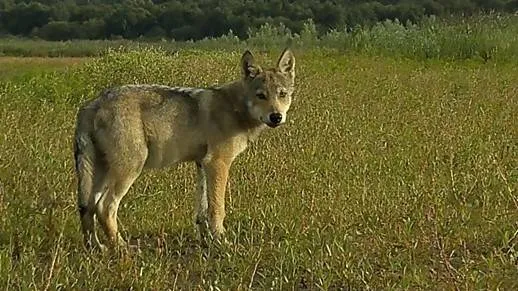 Wolf