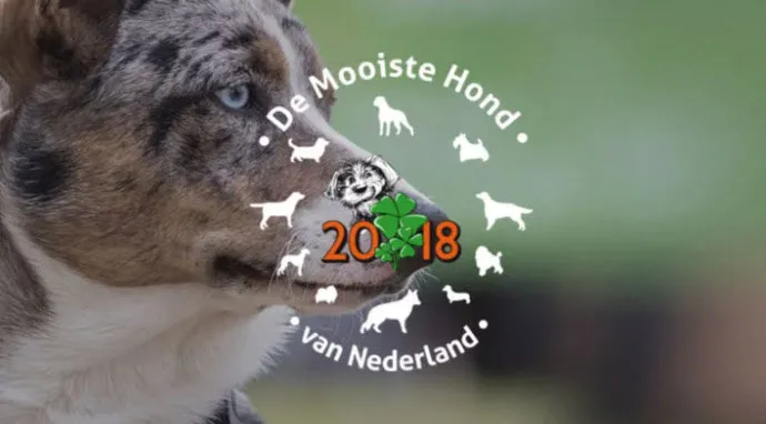 08en mooistehond