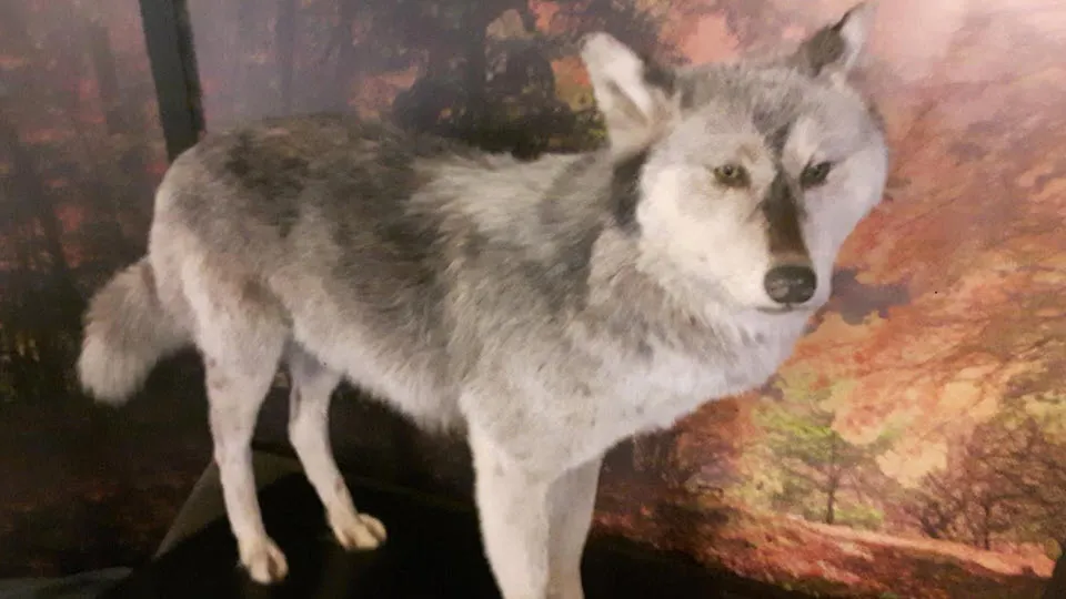 08en wolf1