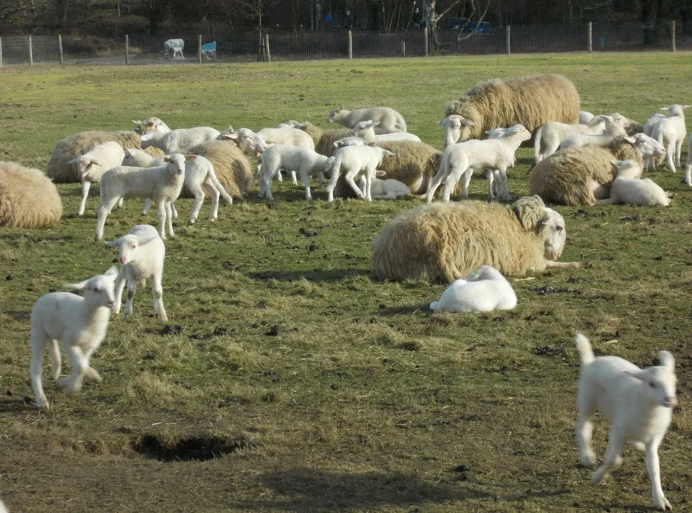 09en lammetjes