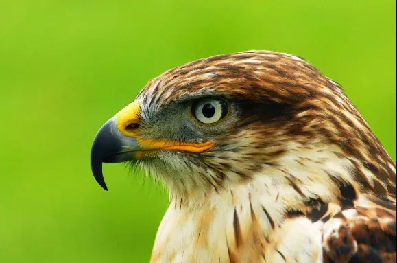 09en vogelherkenning