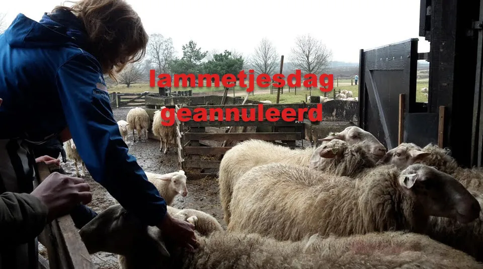 11en lammetjesdaga