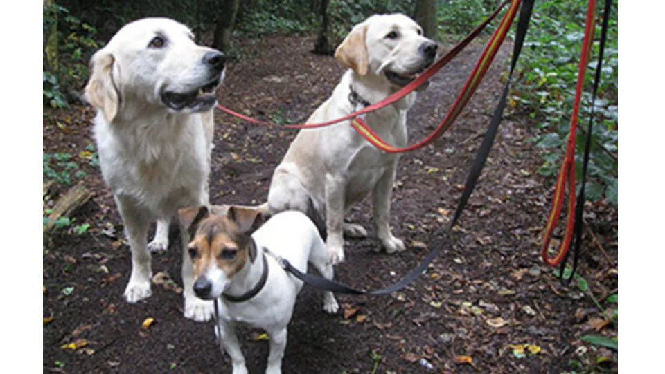 12en hondenbelasting