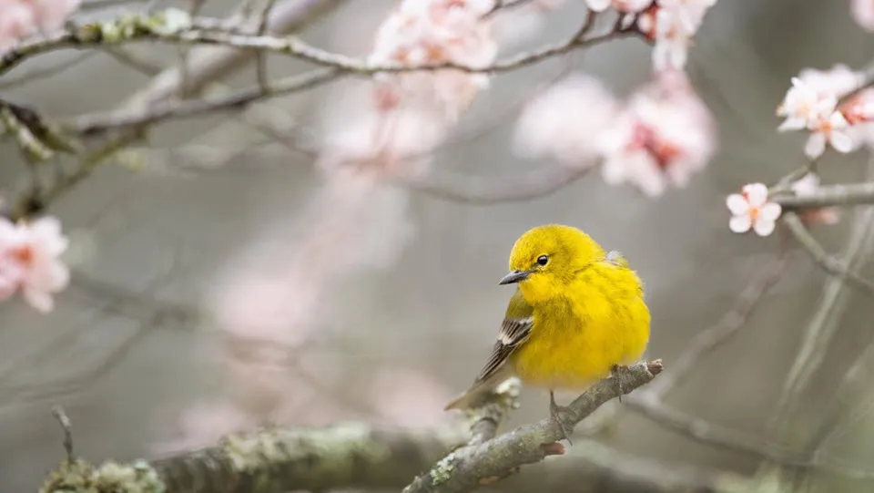 13en mindfulness