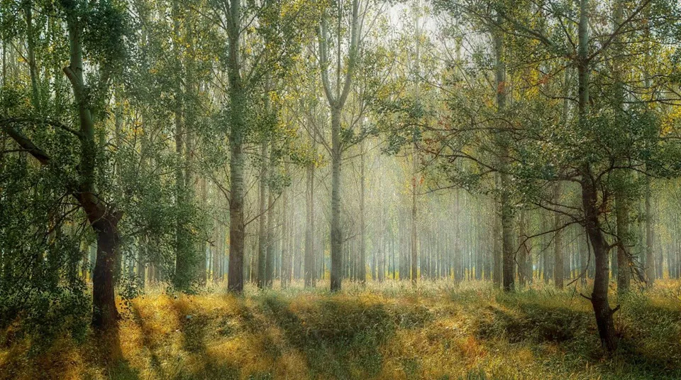 17en bomen