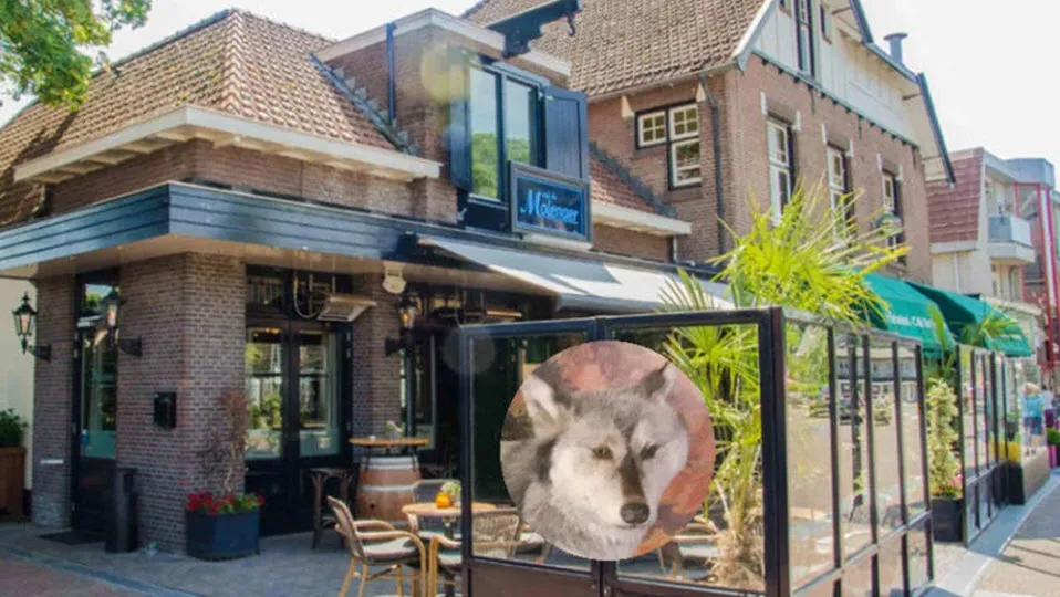 18en wolf