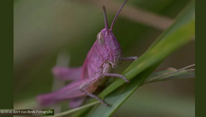 28en sprinkhaan