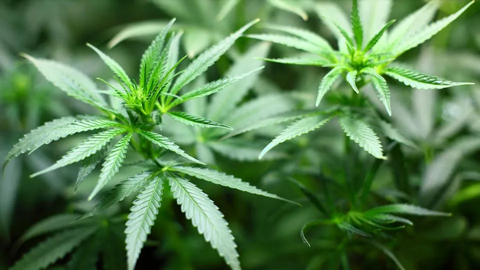 30en cannabis
