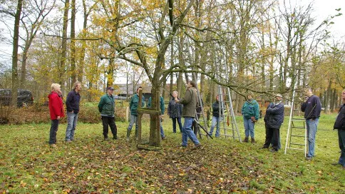 a5woy4khcwug8pgxfgra8h1mi 02en fruitbomen snoeien