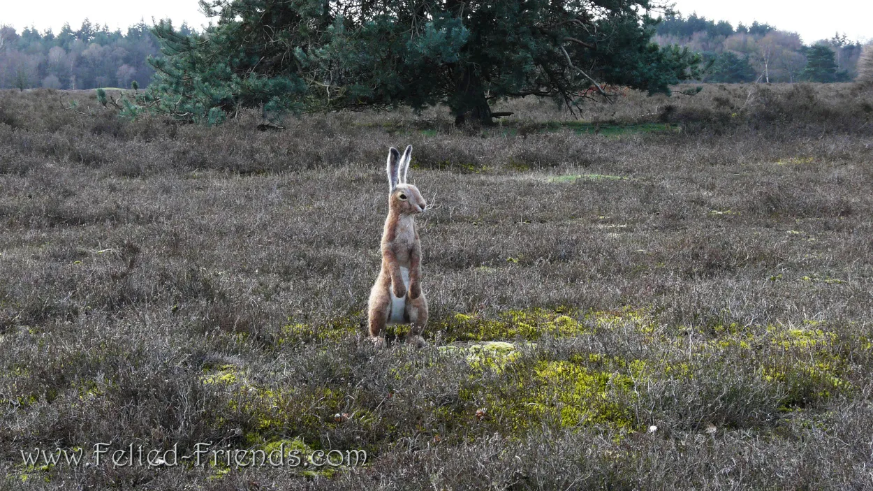 e95t958mxjjso9uii0wxe9luk 19en haas