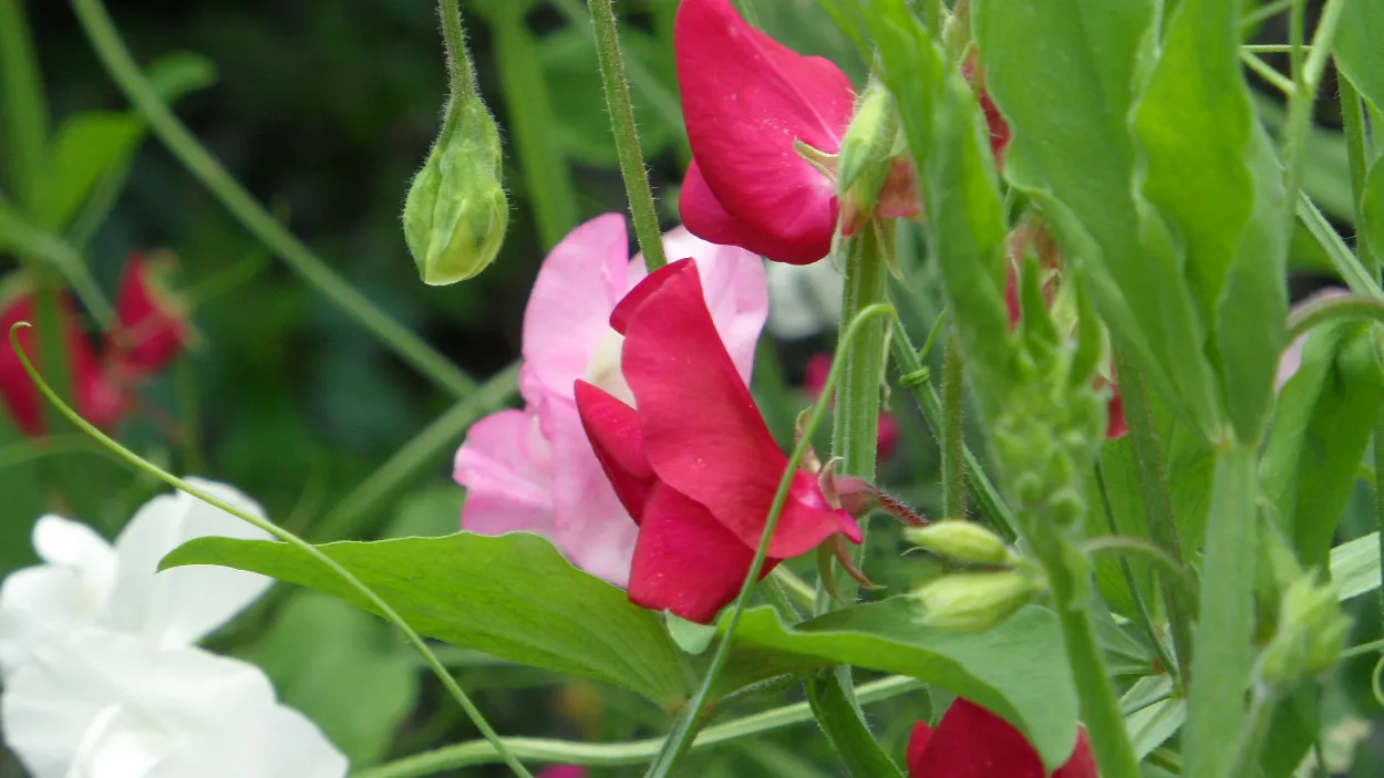 efon8mpugyl715loawpg37xkt 46en veravond