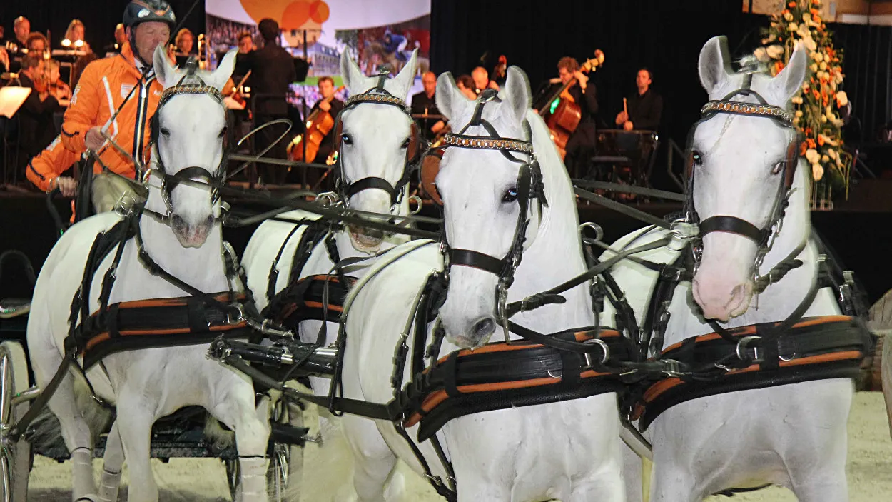 fr9mdqoren8o4aw48ds5sjmgg 19en koning 10