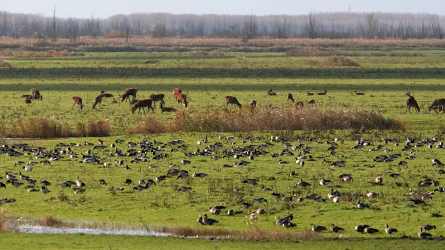 g0zglr5fid6dk6wrlyt04v9g1 50en de nieuwe wildernis