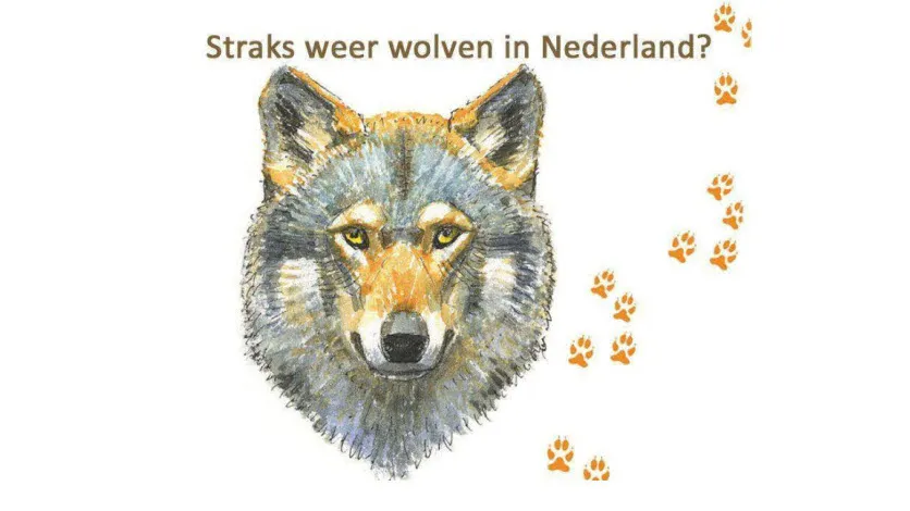 h5d000we1yydx3tlz4eadtu00 34en wolven