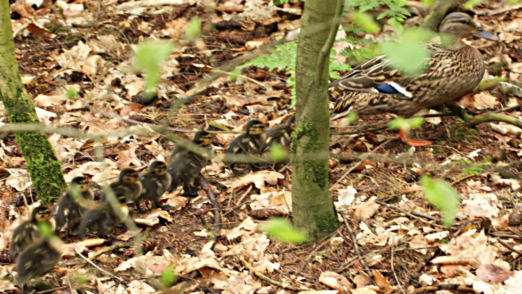 kg36n641bn65dtyo9h3fpg9an 18en eendjes 1