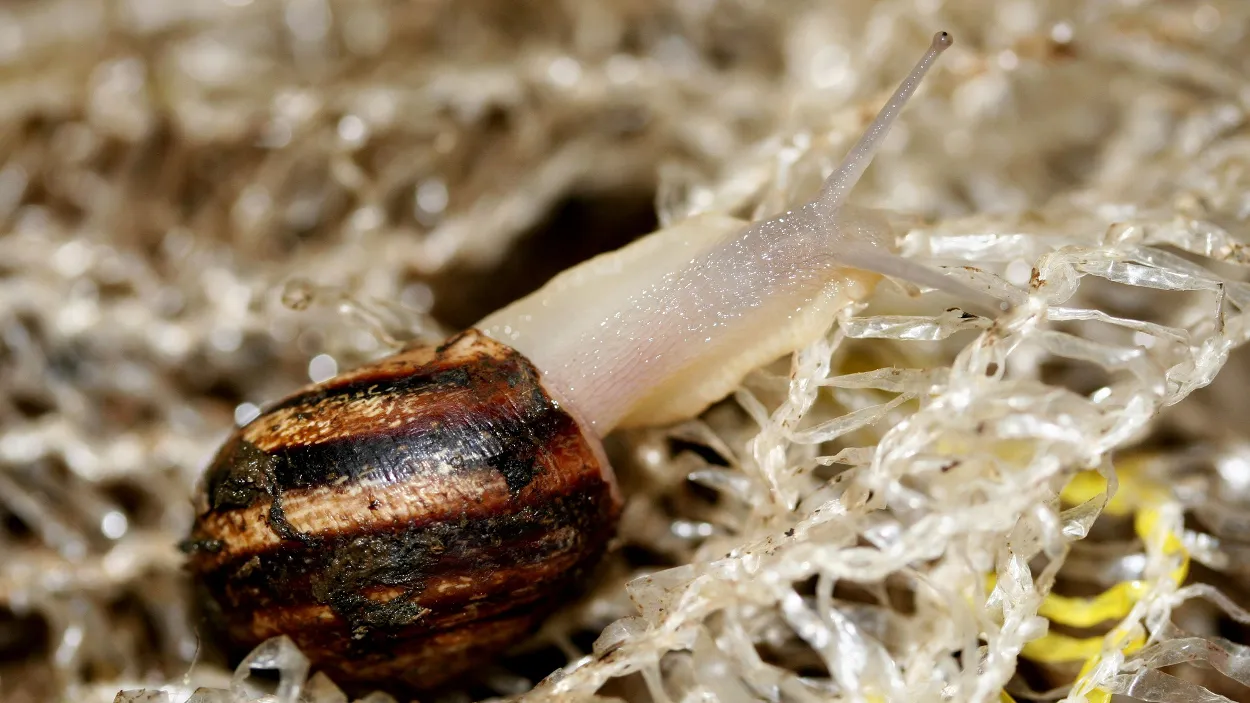 kt2mtw0aocakzy8s408k48ol4 40en slakkenexcursie