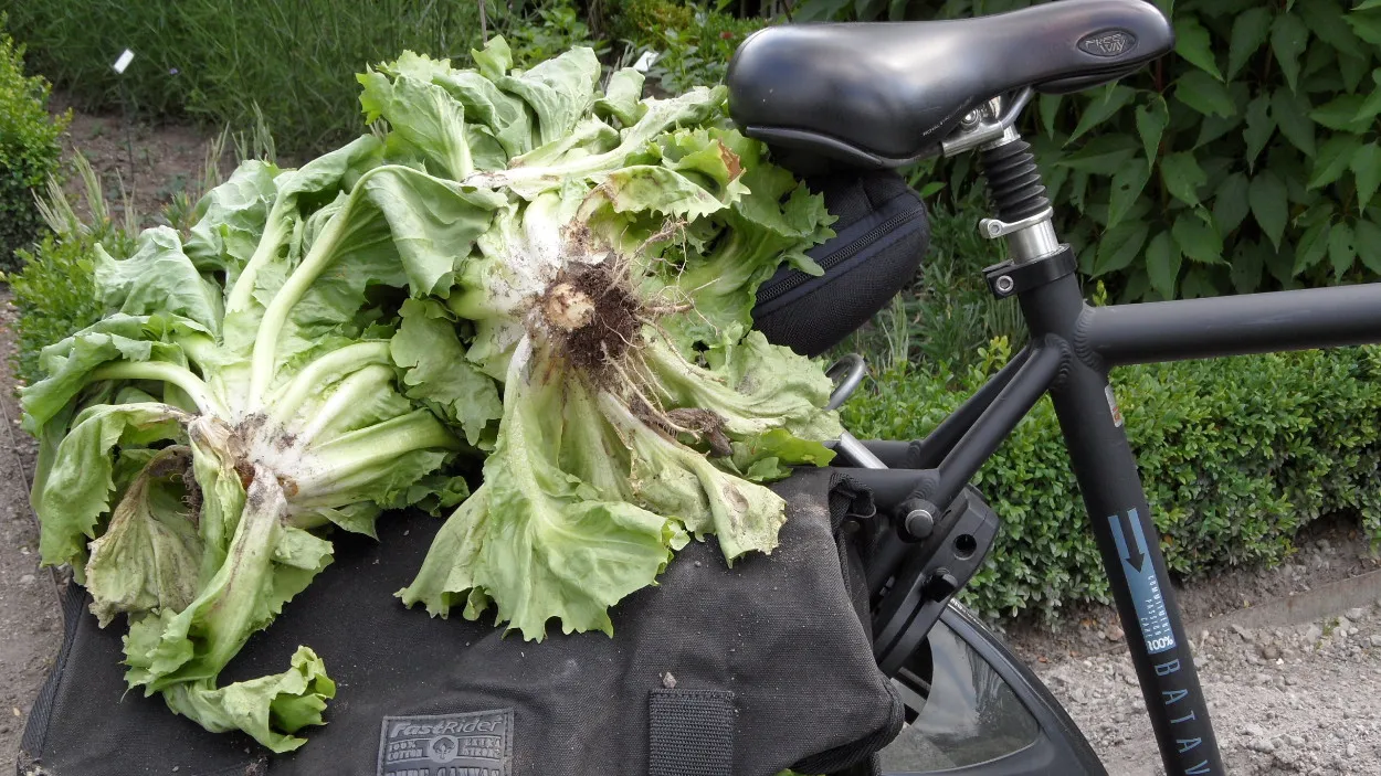 lgh6wjvpu5n8d0wbhrey8w1lh 42en groei bloei