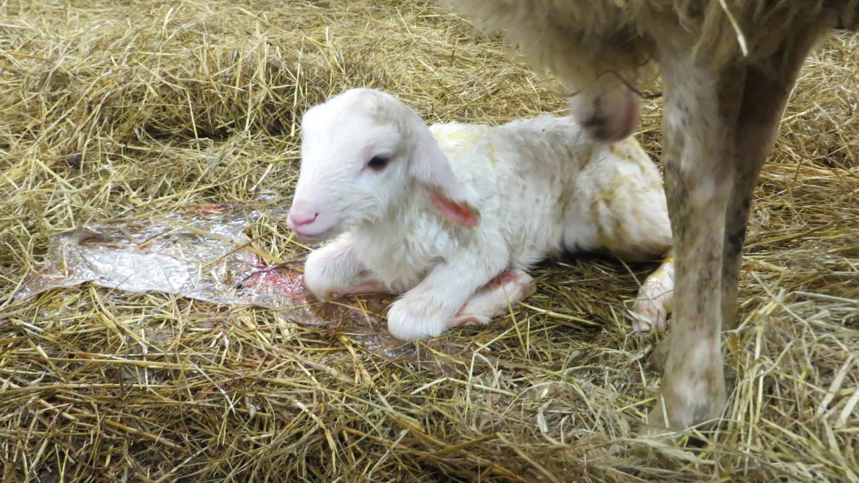 lmk1dqvu22ukfw8cp7k9jel1c 06en lammetje 1