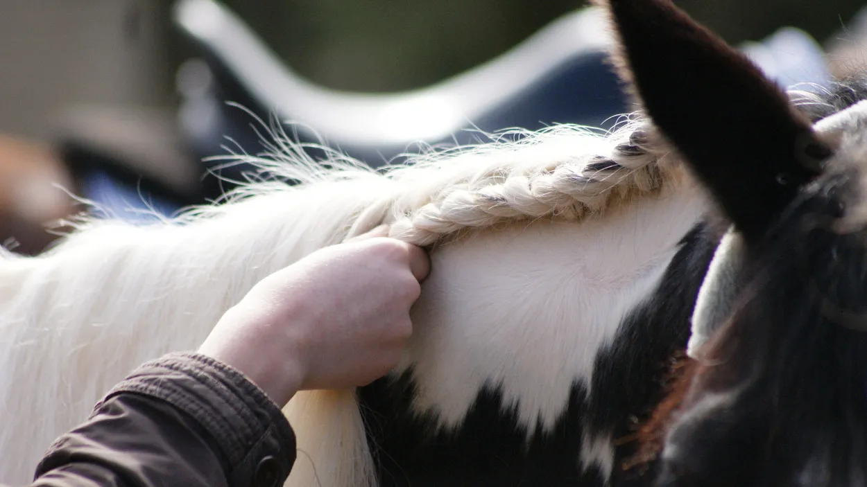 mgq02z0tnbv854gzutslaxidn 11en horse live