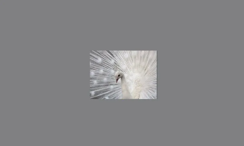 pyqa695affbou21xiobblobpu dickblaft9 1