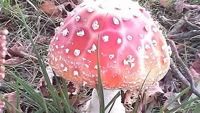 qxn022yovv29kw9znz7ynr71c 44en schapedrift herfstwandeling