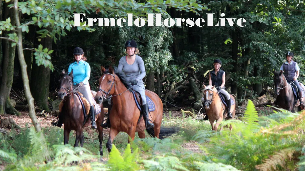 s06rm2cy3qhv18m47ong19wkk 21en ermelohorselive