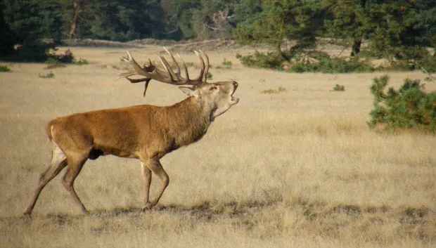 sl0u9slt31mtf44raoi320z7b namo42770burlendhert yvonnestrijker