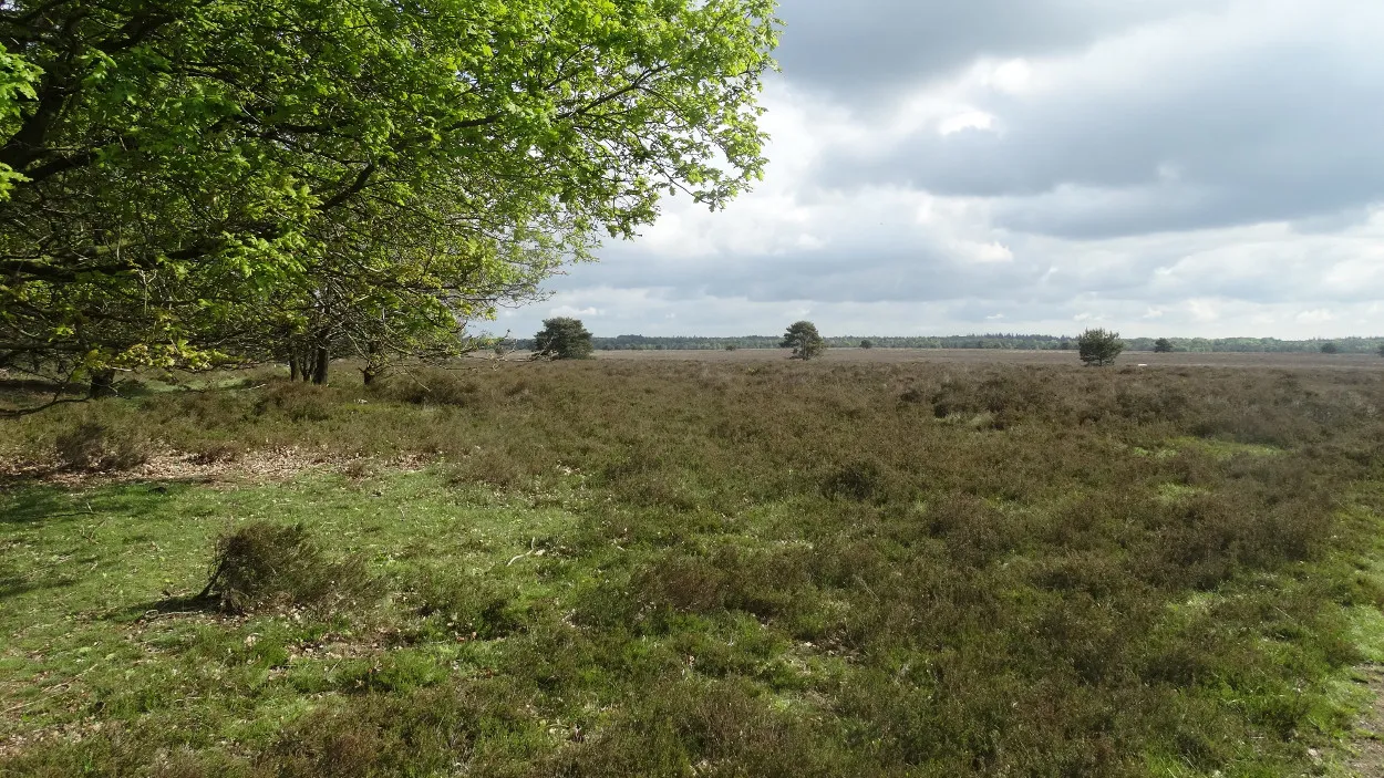 ttwkqp8nwdbkq3a2awqc56dfy 21en houtdorper en speulderveld