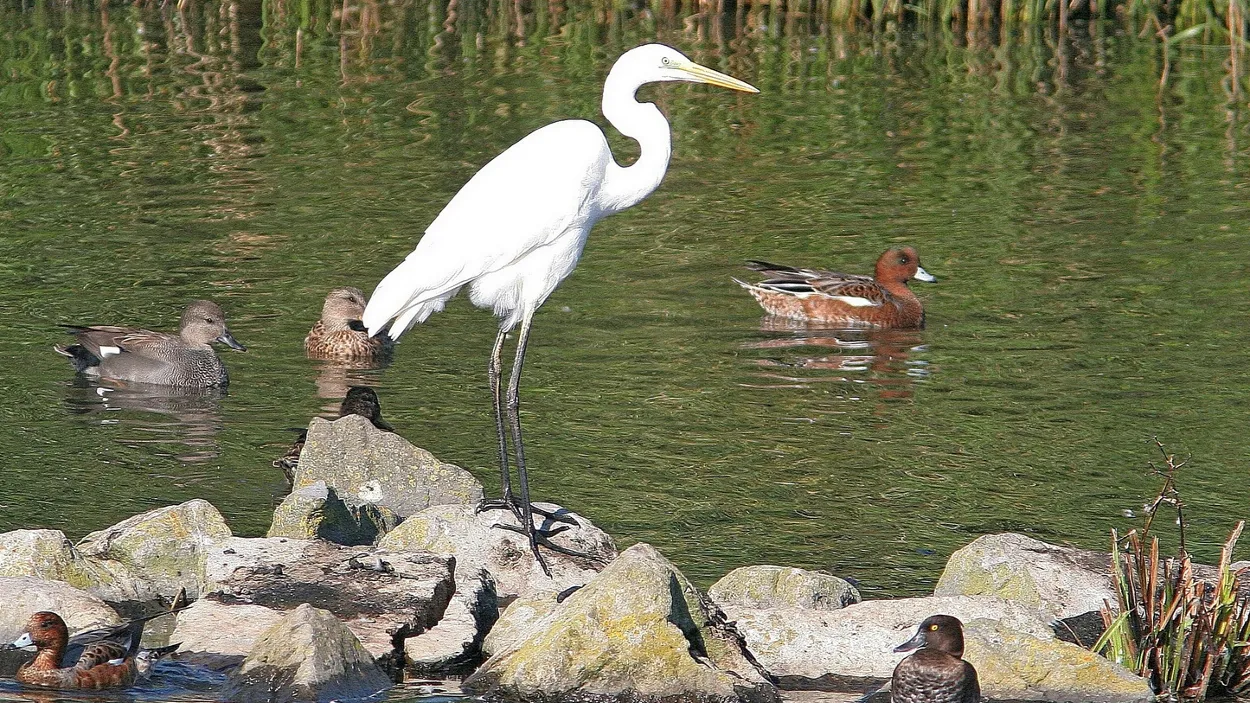 w64ou2fimb0nwf4wkdjbq9h2p 38en vogelexcursie