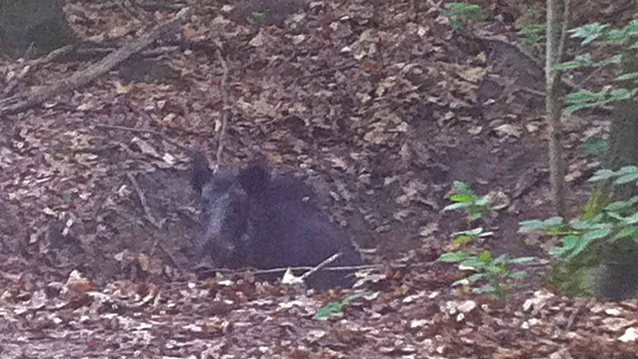 xo69vxdimkxi1u0pmyc8apujr 26en zwijn 1