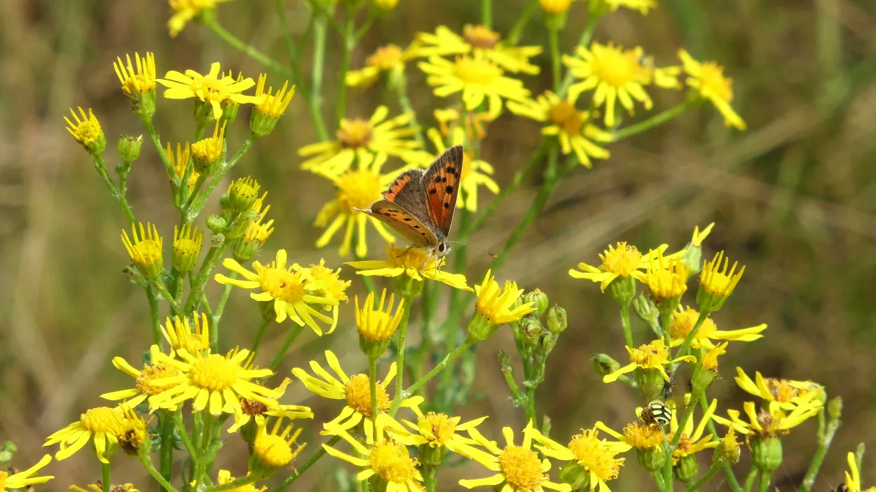 zhx5y434nzjatir35sohibps8 37en grbl